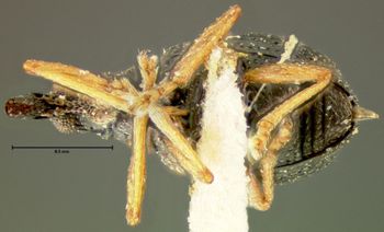 Media type: image;   Entomology 25092 Aspect: habitus ventral view